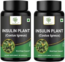 Plant Insulin Blood Sugar Supplement Reviews [Truth Exposed 2024]