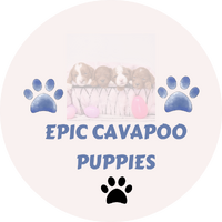 Epic Cavapoo Puppies