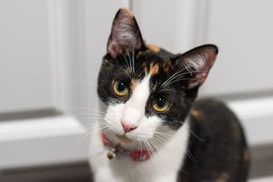 Why Is My Cat Peeing Outside the Litter Box? (And What to Do About It)