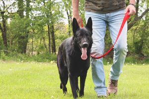 Flea and Tick Season in Minnesota: How to Protect Your Dog This Summer