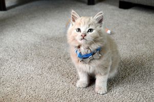 Cat Care Guide: Everything You Need to Know About Caring for Your Cat