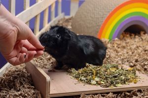 Small Animal Care Guide: Rabbits, Guinea Pigs, Hamsters, Ferrets, Chinchillas & More