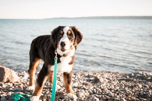 <p>Dog Heat Safety in Minnesota: How to Keep Your Dog Safe in Hot Weather</p>