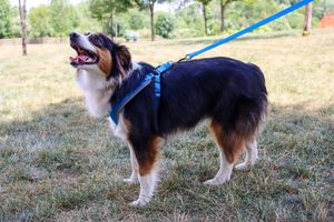 Self-Serve Pet Wash in Minnesota: The Easiest Way to Keep Your Pet Clean (Without the Mess at Home)