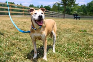 Fireworks Anxiety in Dogs: How to Help Your Dog Get Through July 4th