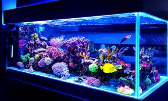 Fish Care Guide: Everything You Need to Know About Aquarium Fish Care