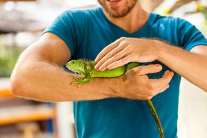 Reptile Care Guide: Everything You Need to Know About Caring for Reptiles