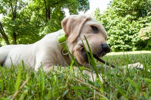 Bringing Home a New Dog: What You Need to Be Ready